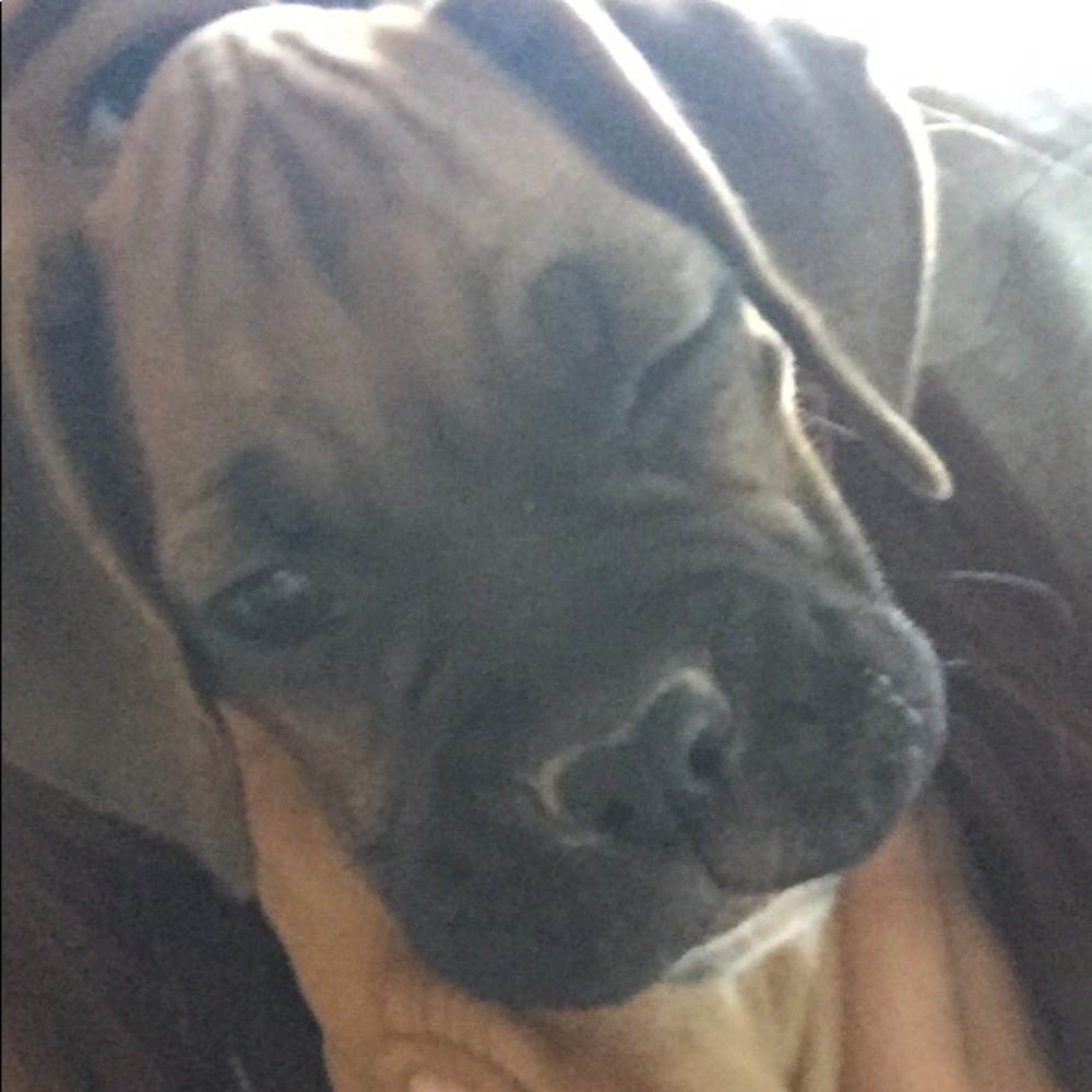 Meet your Posher, Shelby